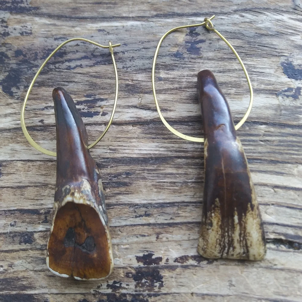 Authentic American Buffalo Teeth on Brass Hoops - Picture 3 of 7